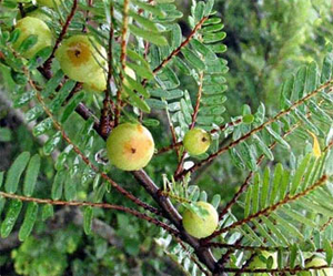 Эмблика лекарственная